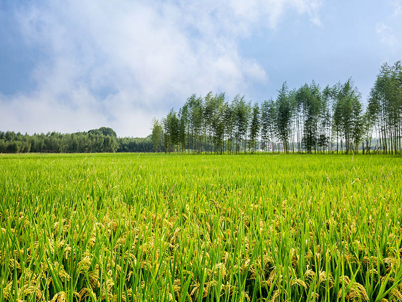 新源田有機肥料底肥讓水稻肥力更充足，抗倒伏能力強！